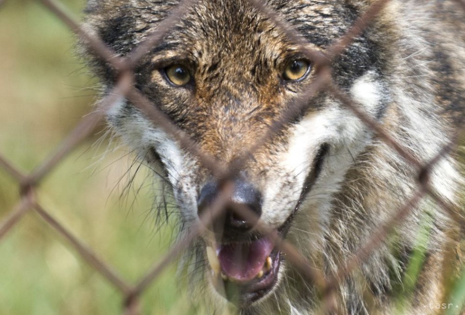 Princetonskí vedci sa snažili pochopiť reakciu vlkov na karcinogénne žiarenie, preto ich v roku 2014 vybavili obojkami s GPS a dozimetrami. 