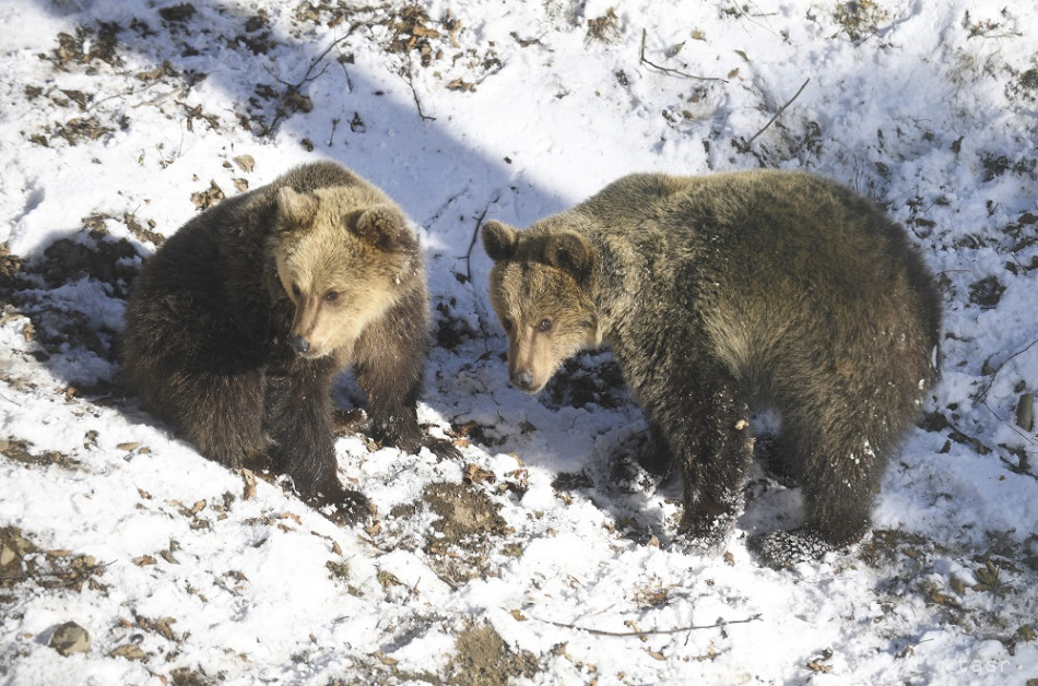 Medvieďatá, ktoré prišli na svet v januári 2002, boli dvojnásobným prekvapením
